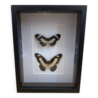 Frame 2 naturalized butterflies