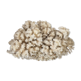Old white coral branch
