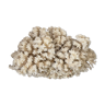 Ancienne branche de corail blanc