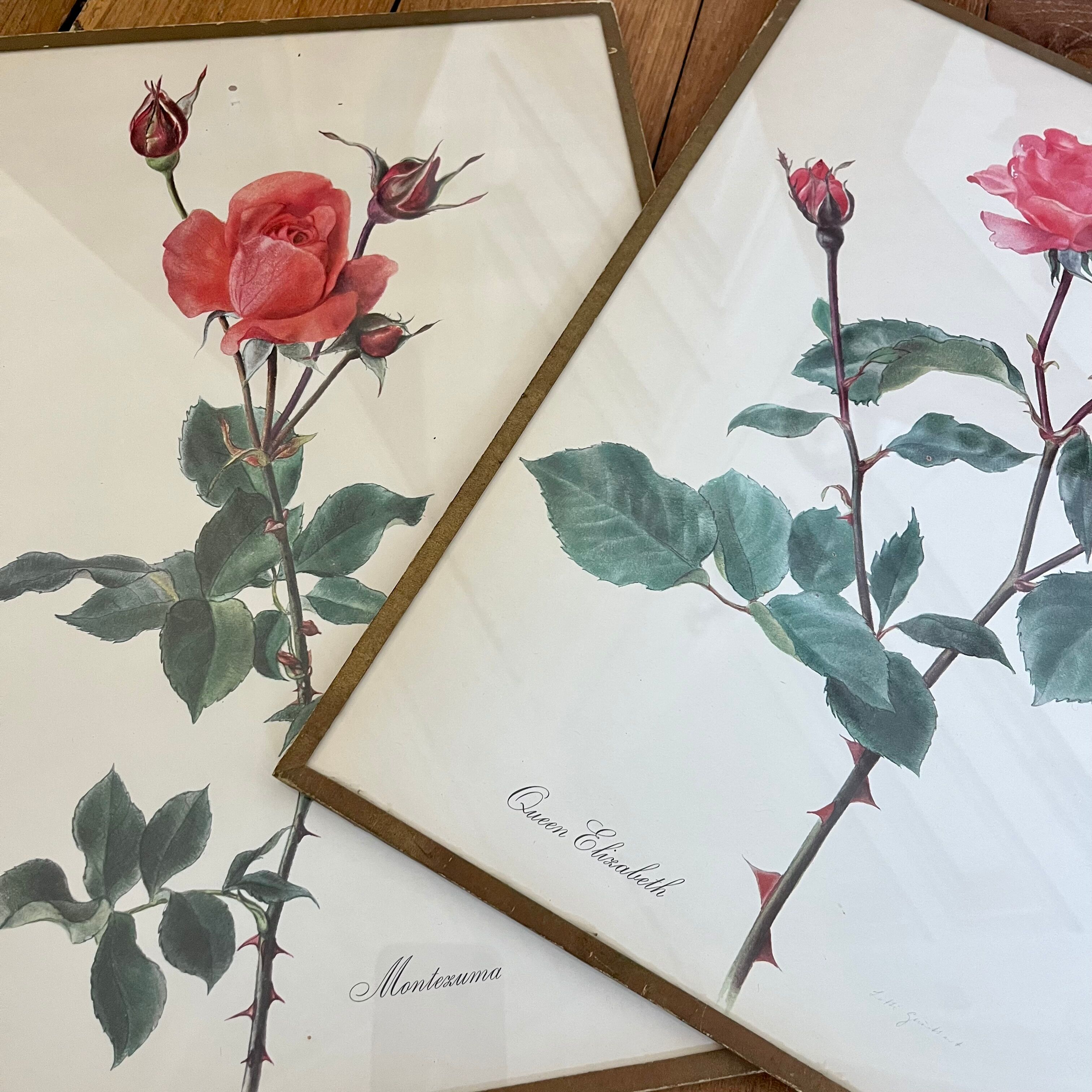 Pair of vintage botanical boards