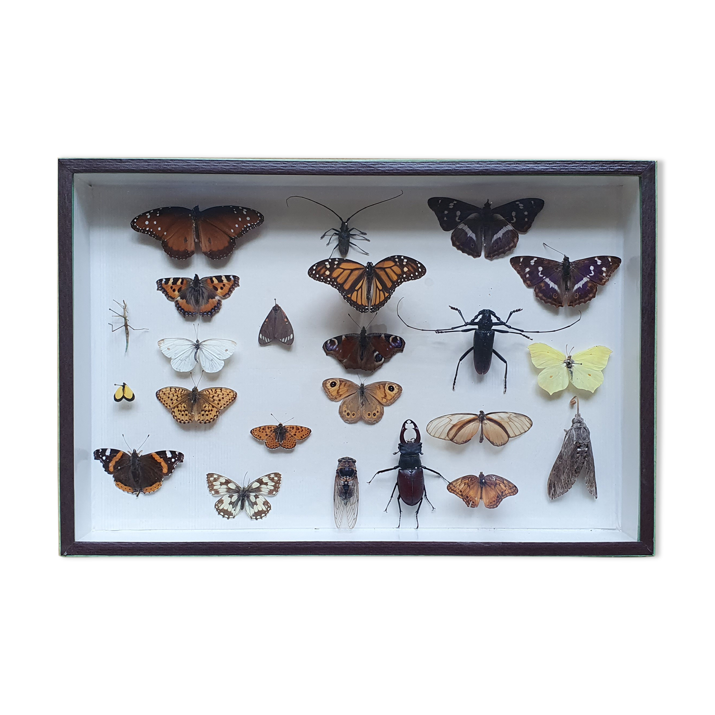 Butterfly showcase old collection