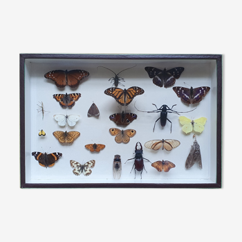Butterfly showcase old collection