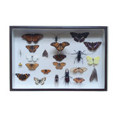 Butterfly showcase old collection