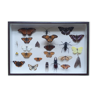 Vitrine de papillons ancienne