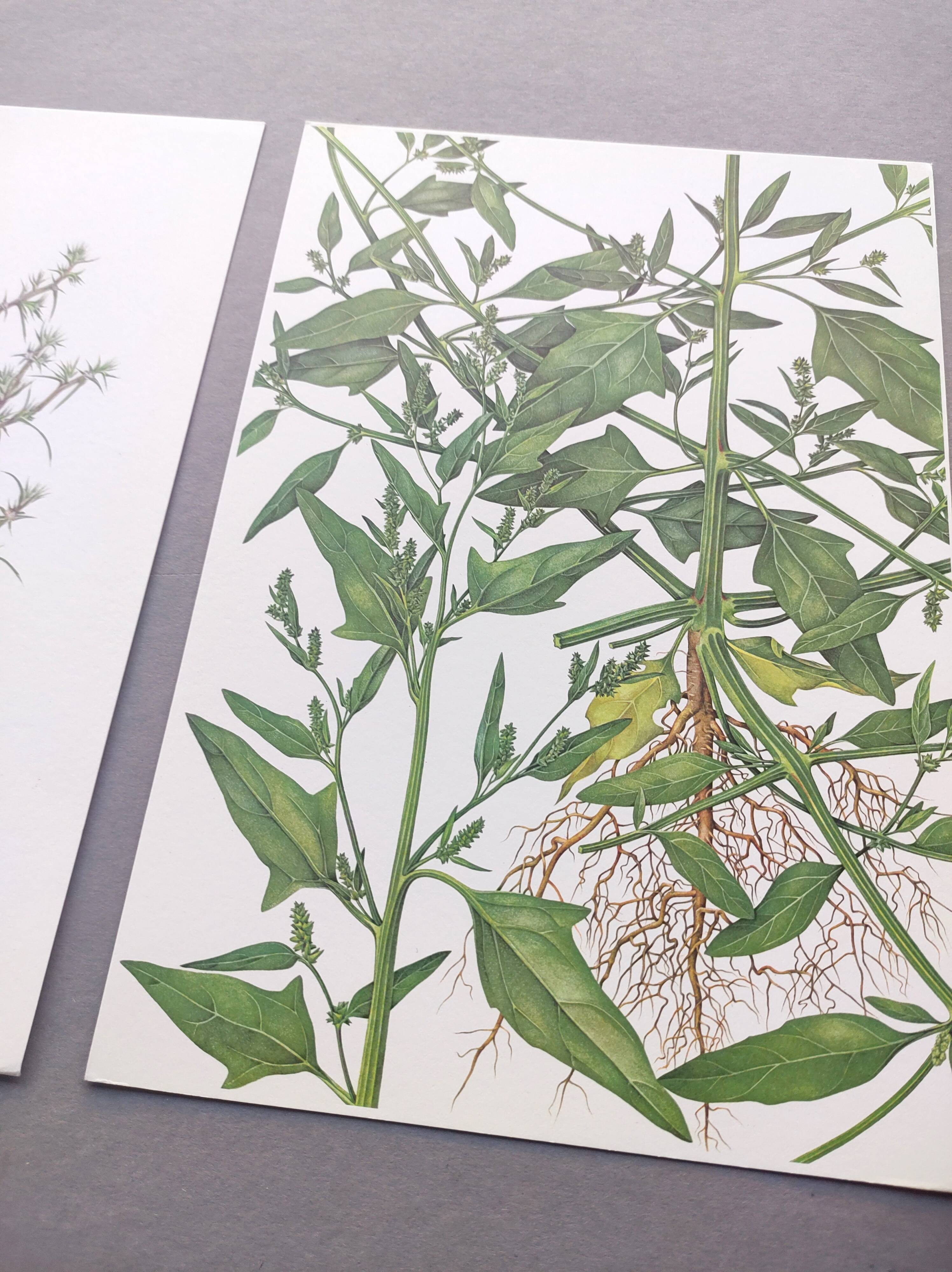3 vintage botanical plates from 1978 - Spreading orach. Nature plant set