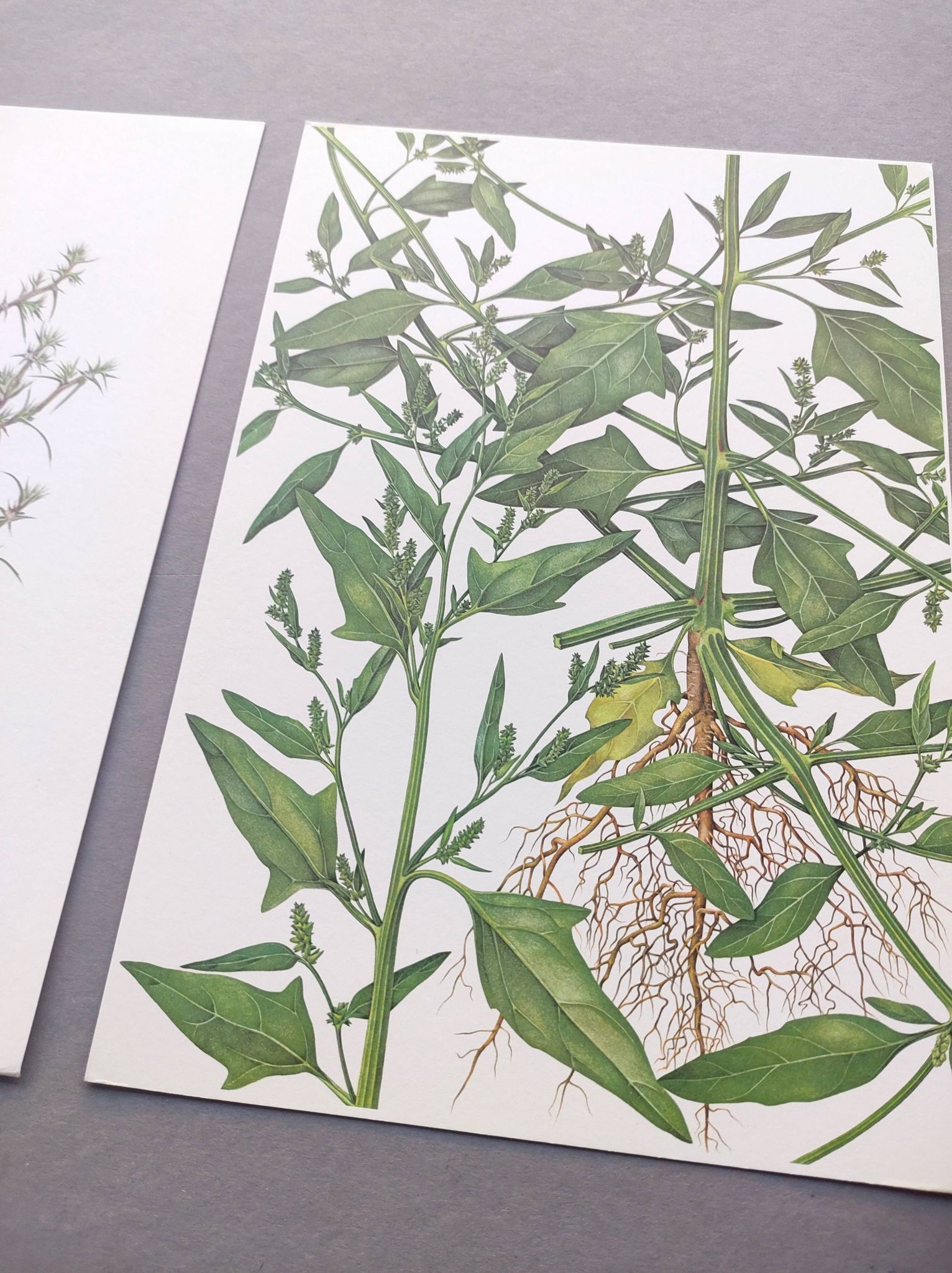 3 vintage botanical plates from 1978 - Spreading orach. Nature plant set