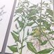 3 vintage botanical plates from 1978 - Spreading orach. Nature plant set