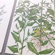 3 vintage botanical plates from 1978 - Spreading orach. Nature plant set
