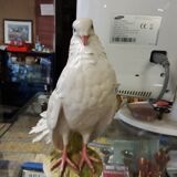 Peacock tail dove