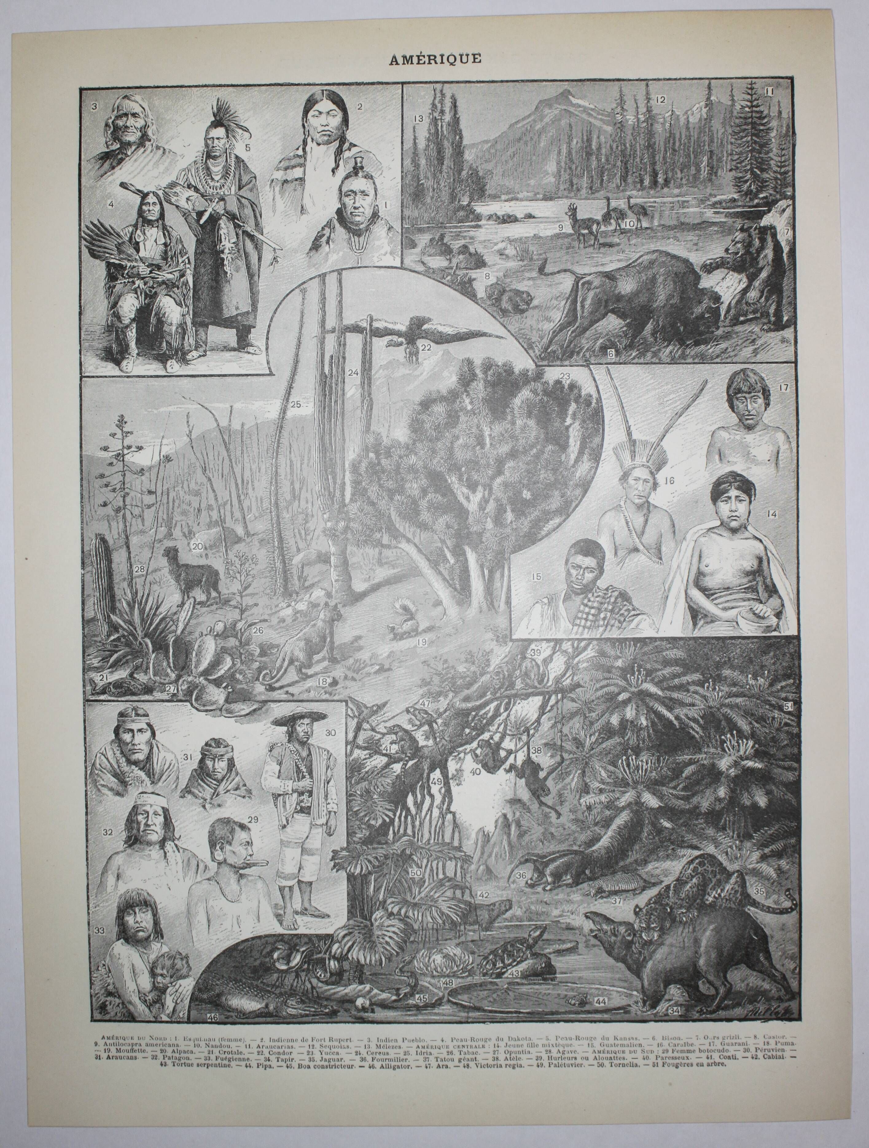 Engraving • America, tribe, fauna and flora • Original lithograph of 1898