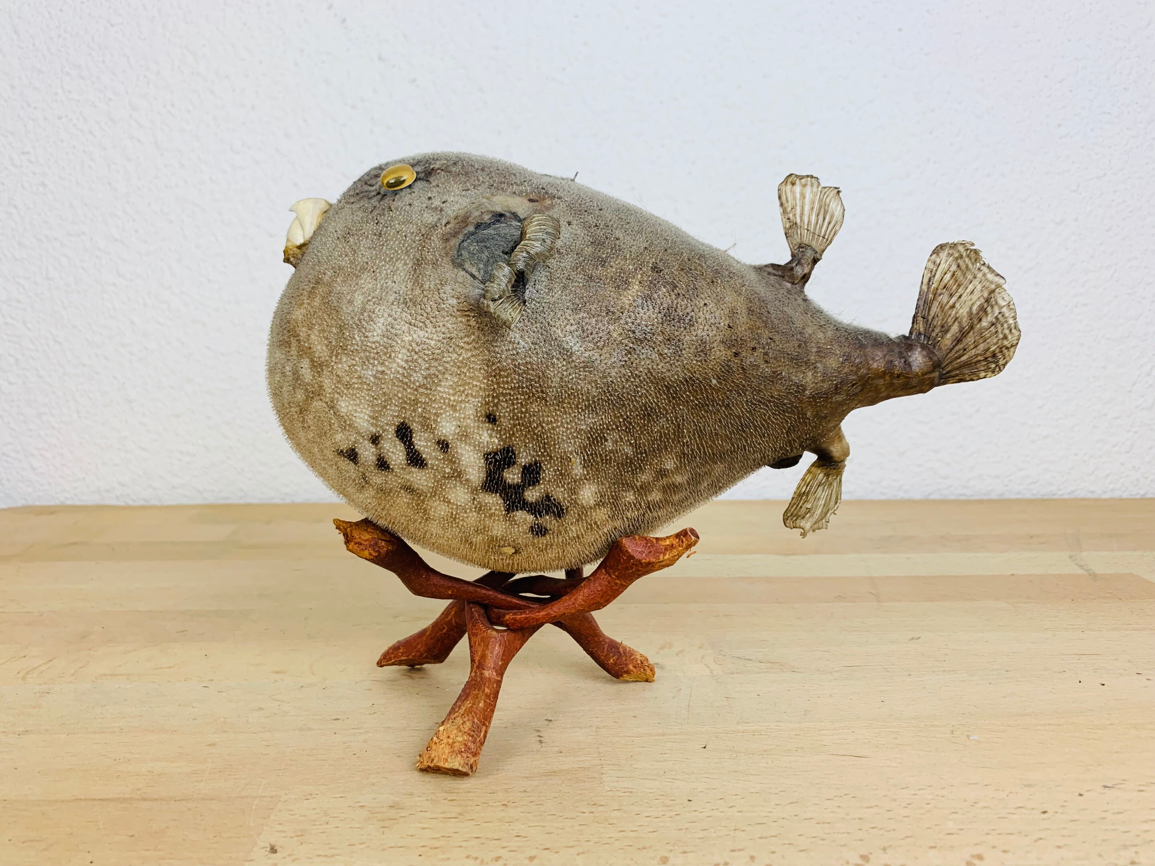 Pentadon globe fish naturalized on base cabinet of curiosity