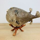 Pentadon globe fish naturalized on base cabinet of curiosity