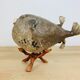 Pentadon globe fish naturalized on base cabinet of curiosity