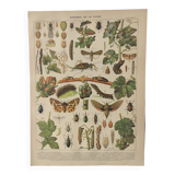 Engraving • Vine (2) • Original and vintage poster from 1907