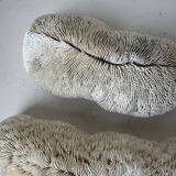 Pair of Fungia "shark cushion" corals