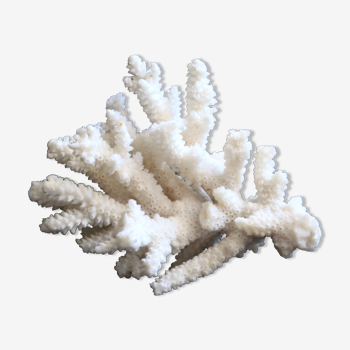 Branche de corail blanc, années 70
