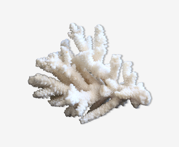 Branche de corail blanc, années 70