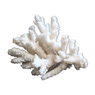 White coral branch, 70s