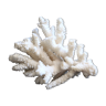 White coral branch, 70s