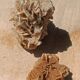Roses des sables vintages