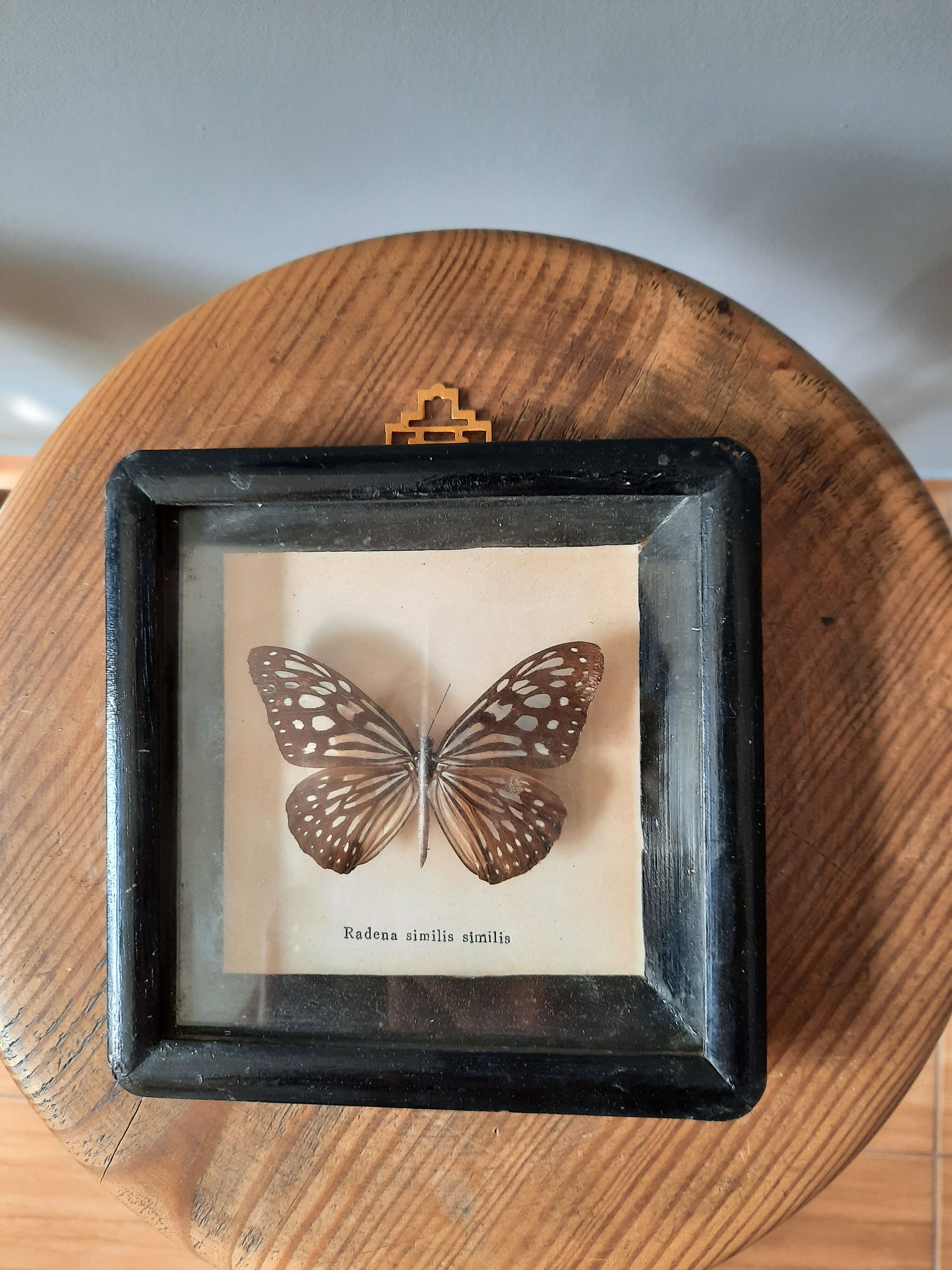 Papillon encadré vintage