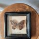 Papillon encadré vintage