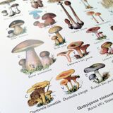 Mushroom poster, based on a 1920 lithograph