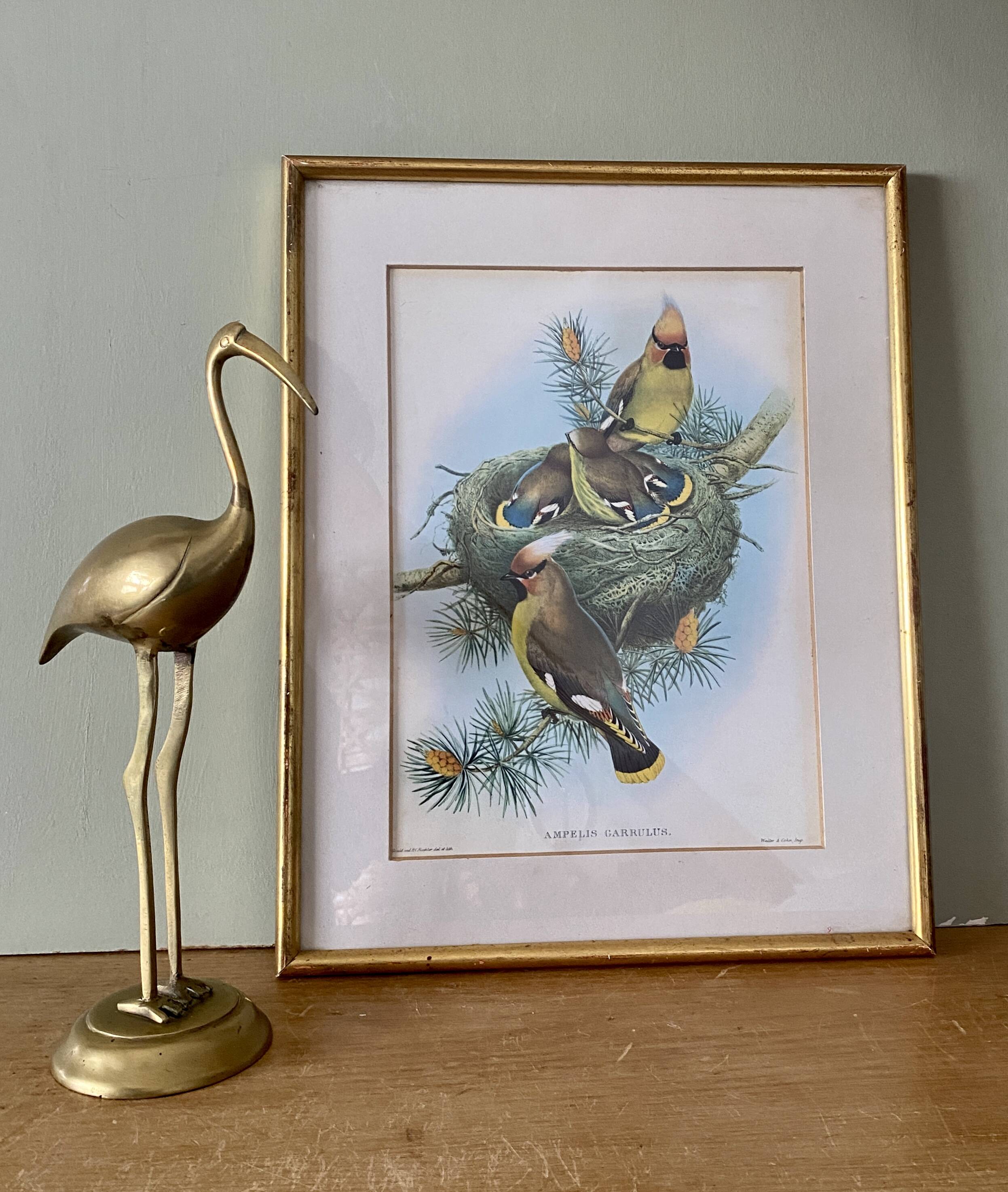 Old bird poster frame