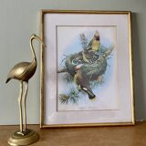 Old bird poster frame