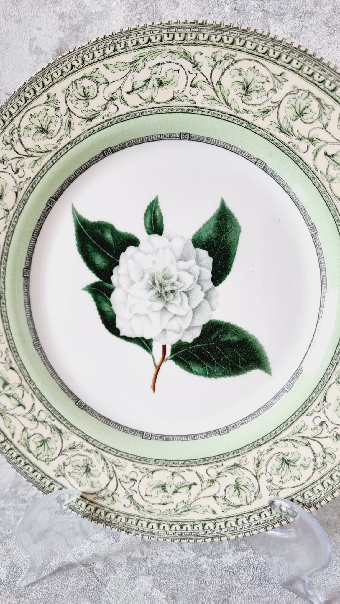 Vintage plate from the royal horticultural society applebee collection of england