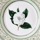 Vintage plate from the royal horticultural society applebee collection of england