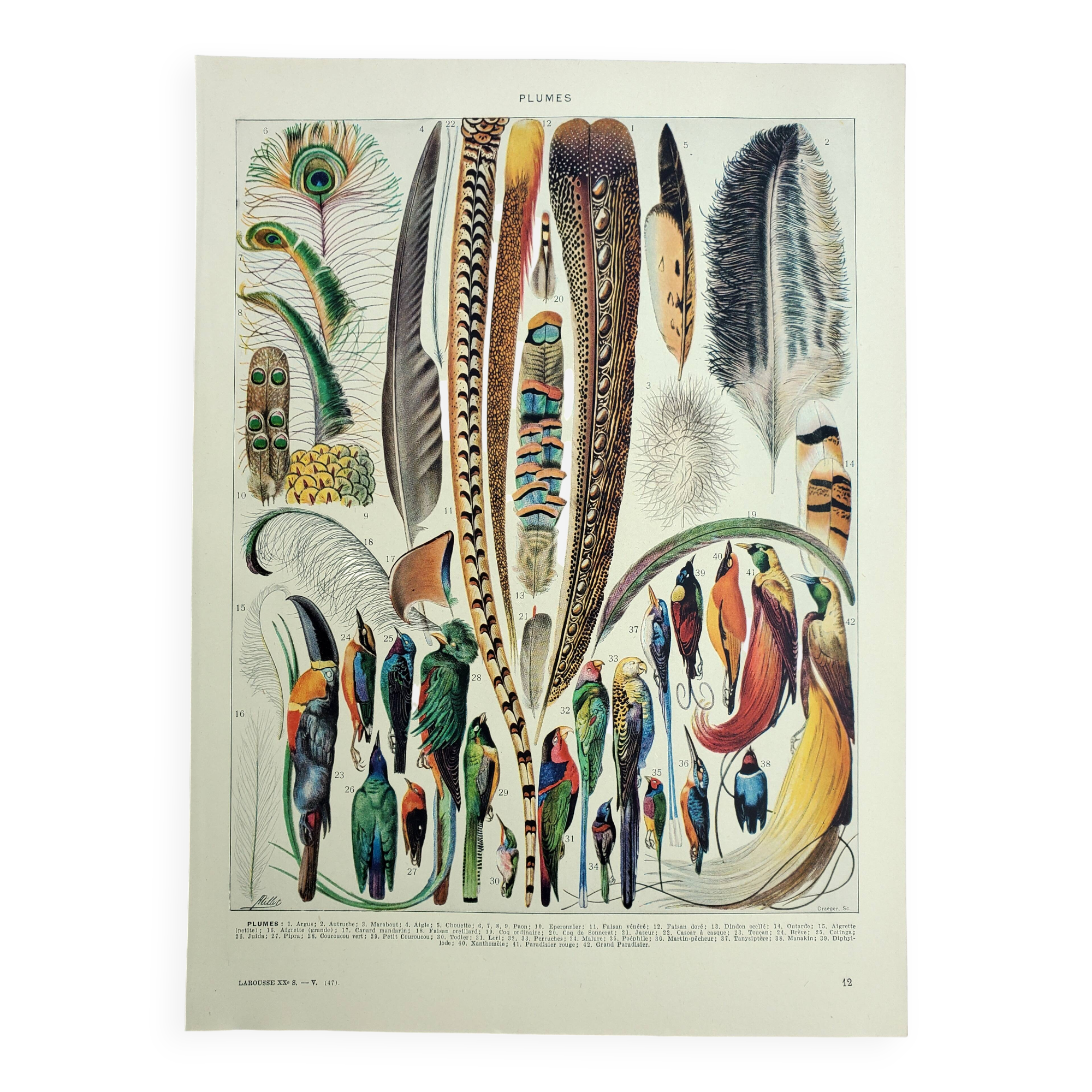 Antique engraving 1928, Feathers, birds, wings, bird of paradise • Lithograph, original illustration