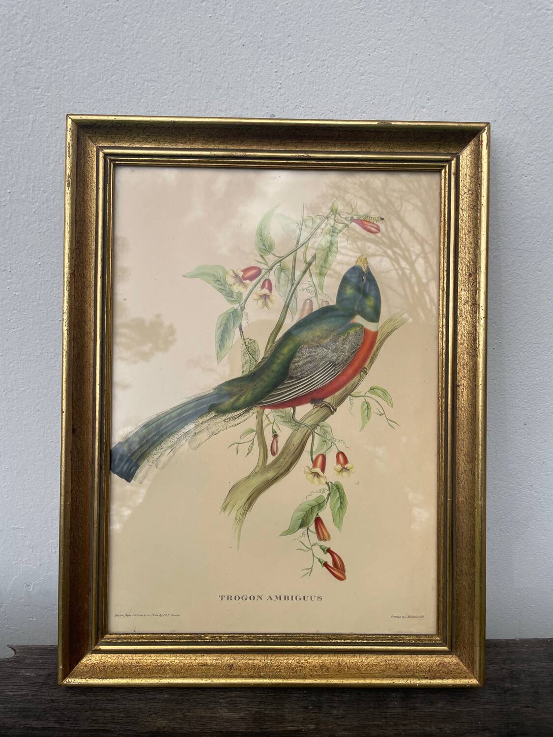 Golden wooden bird frame ornithological board