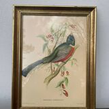 Golden wooden bird frame ornithological board