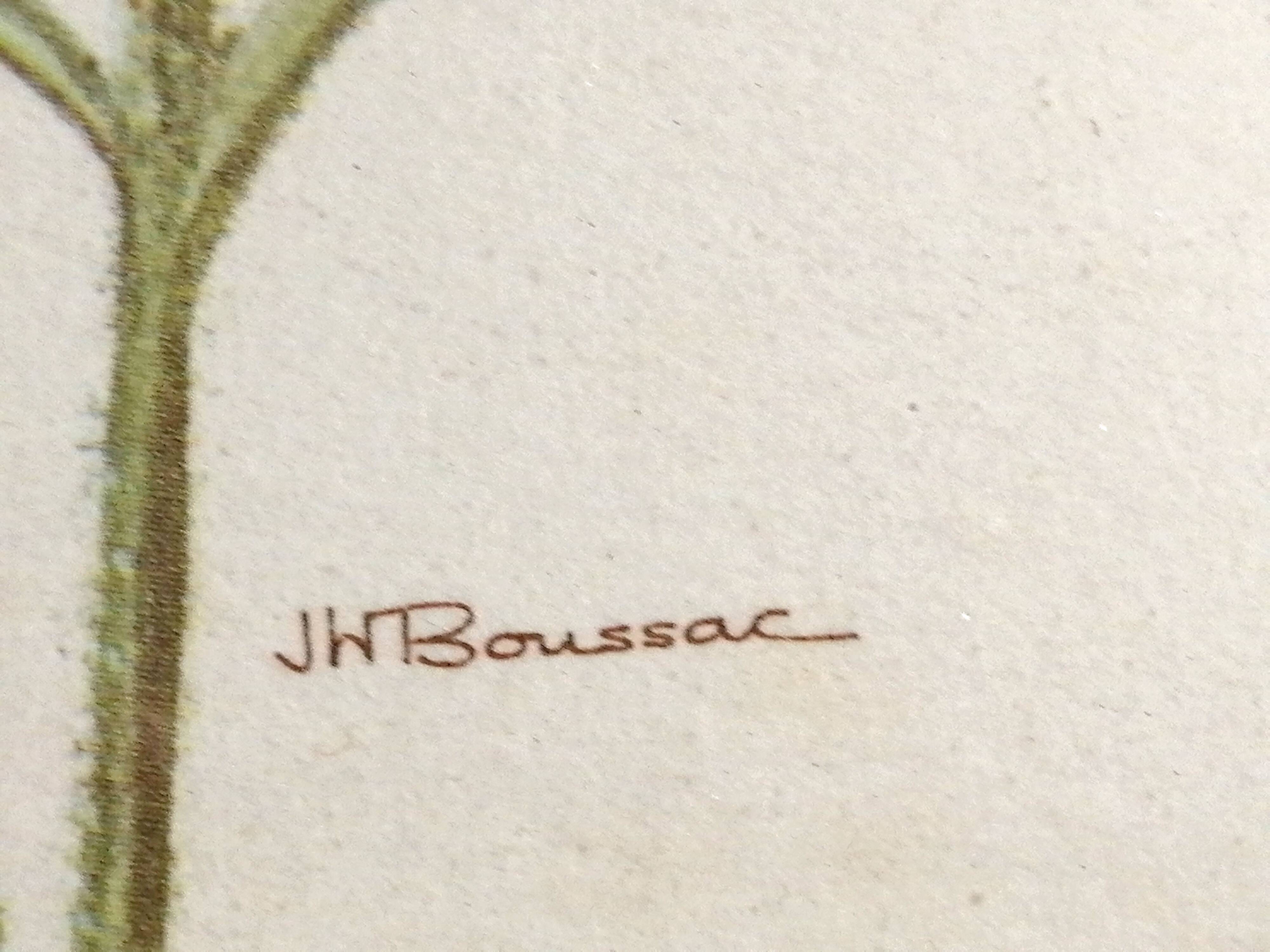 Framed botanical engraving lithography by JW Boussac - the blueberry