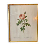 Lithograph PJ Redouté