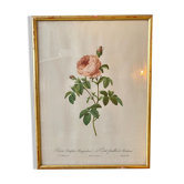Lithograph PJ Redouté