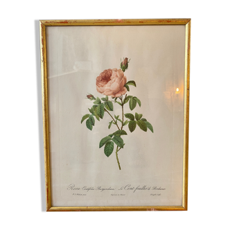 Lithograph PJ Redouté