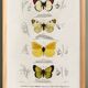 Poster about butterflies, based on an old engraving from 1849.