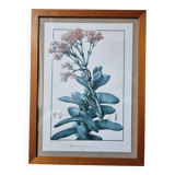 Rochea falcata botanical board