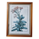 Rochea falcata botanical board