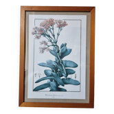 Rochea falcata botanical board