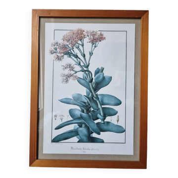 Rochea falcata botanical board