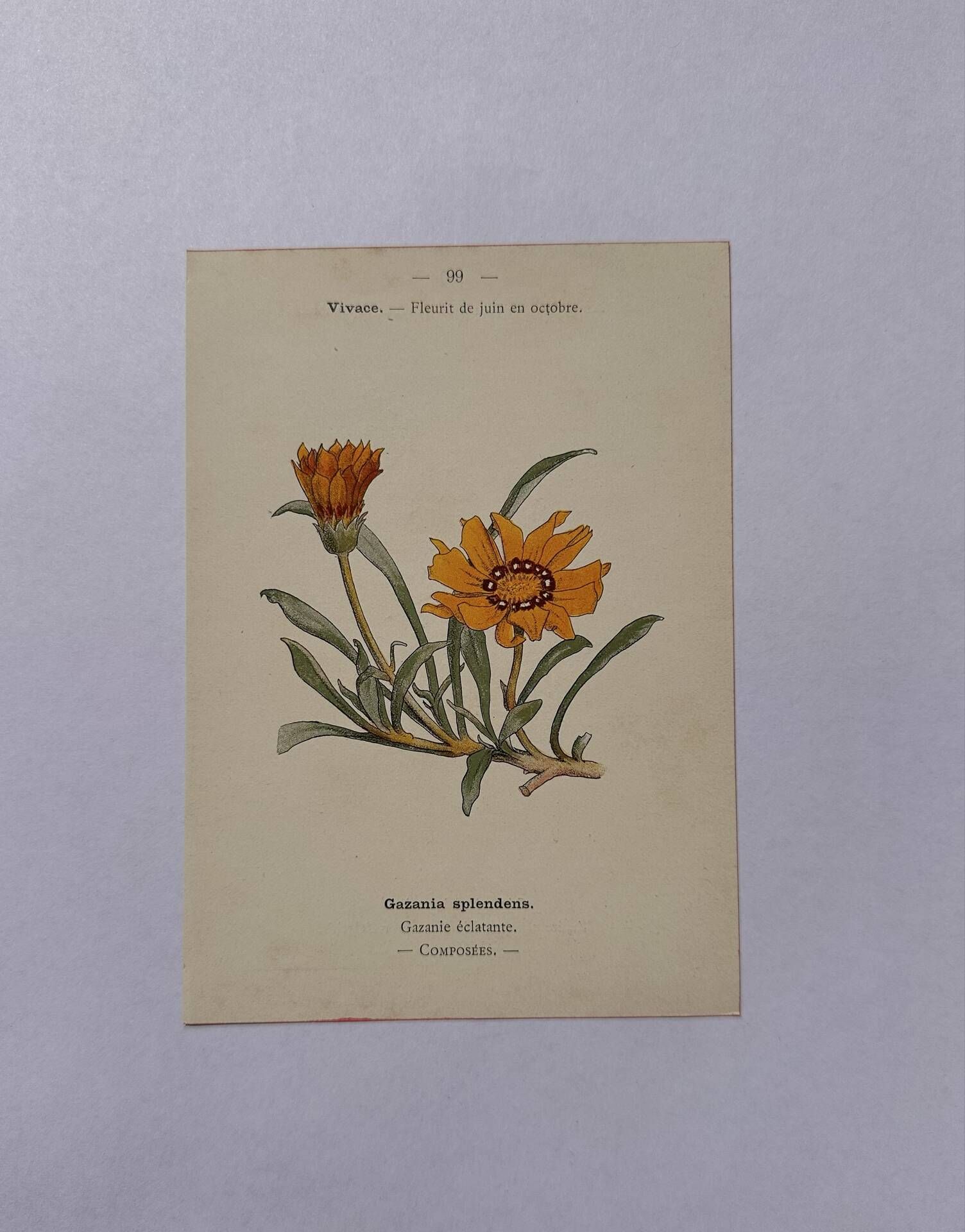 Botanical engraving 19th century naturalist poster French flower wine