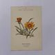 Botanical engraving 19th century naturalist poster French flower wine