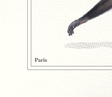 Lithograph engraving chimu00e8re animal - the saddingruche