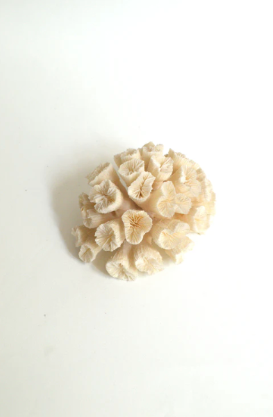 White Coral