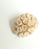 White Coral