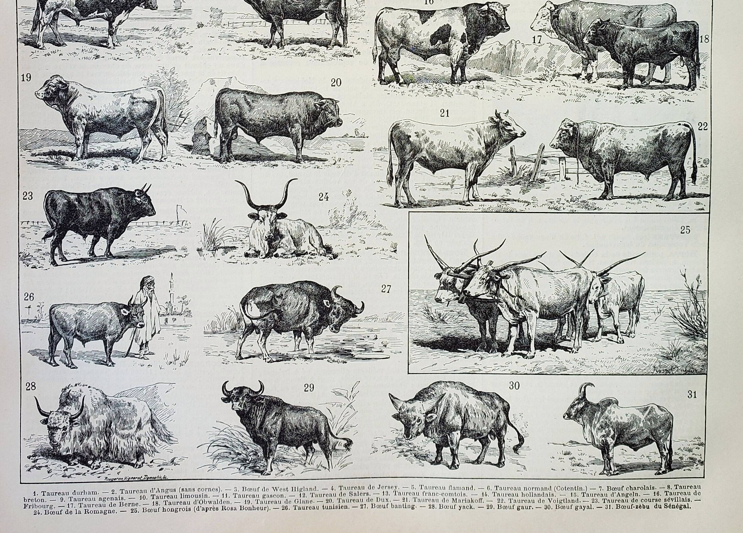 Old engraving 1898, Ox, cow, bull, calf • Lithograph, Original plate