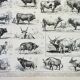 Old engraving 1898, Ox, cow, bull, calf • Lithograph, Original plate